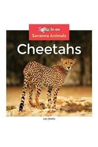 Cheetahs