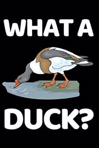 What A Duck?