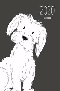 2020 Maltese