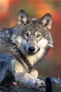 Canis lupus Gray Wolf in Banff National Park Alberta, Canada Journal