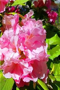 2019 Daily Planner Pink Summer Blooms 384 Pages