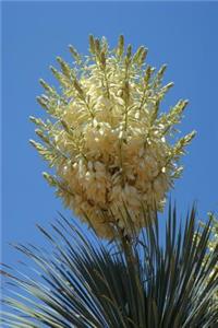 Beautiful Desert Yucca Bloom Journal