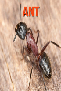 Ant