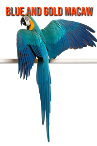 Blue and Gold Macaw