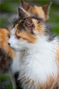 Mind Blowing House Cat Journal