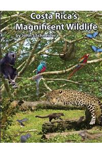 Costa Rica's Magnificent Wildlife