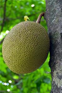 Jakfruit (Jack Fruit) on a Tree Journal