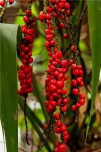 Red Fruited Palm Lily Plant Journal