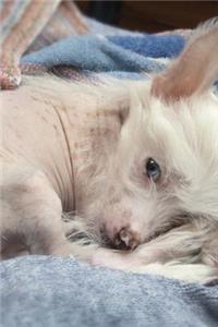 Lovely Chinese Crested Dog Portrait Journal