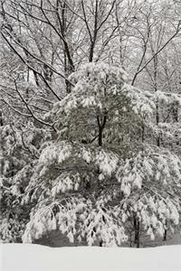 Snow Covered Evergreen Scenic Winter Photo Journal