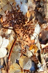 Dried Up Hydrangea Blooms Journal