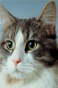 2020 Weekly Planner Alert Cat Photo 134 Pages