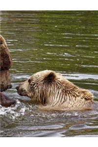 Brown Bears