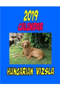 2019 Calendar Hungarian Vizsla