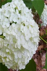 White Hydrangea 2019 Daily Planner 384 Pages