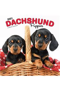 Dachshund Puppies 2021 Square
