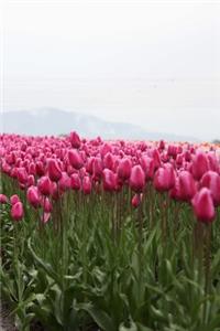 Field of Pink Tulips