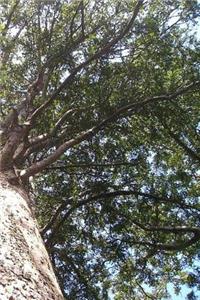 Kauri Tree Notebook