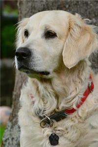 Golden Retriever Dog with a Red Collar Journal