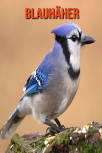 Blauhäher