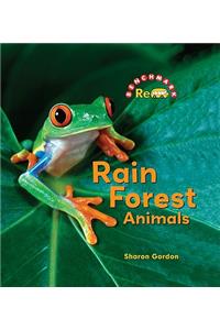 Rain Forest Animals