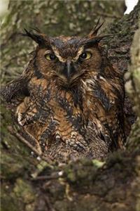 Great Horned Owl Perched in a Tree Journal