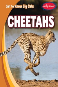 Cheetahs