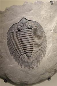 Trilobite Fossil Journal