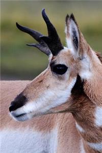 A Pronghorn Antelope Portrait Wyoming USA Journal