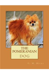 Pomeranian Dog