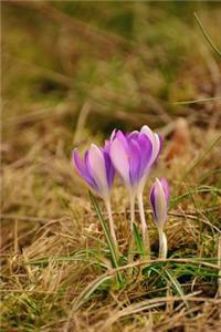 Purple and White Crocus Flowers Sprouting in Spring Journal