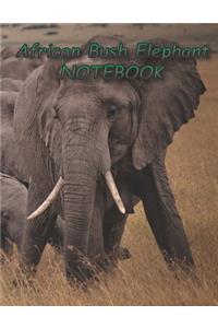 African Bush Elephant NOTEBOOK