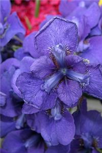 2020 Weekly Planner Flowers Pretty Purple Iris 134 Pages