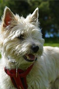 Fluffy Little White Cairn Terrier Journal