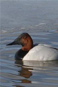 Canvasback Duck Journal (Aythyra Valisineria)