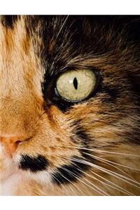 Cat Play Care Toys Presents Kittens Cats