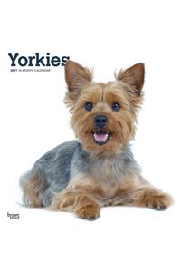 Yorkshire Terriers International Edition 2021 Square Btuk