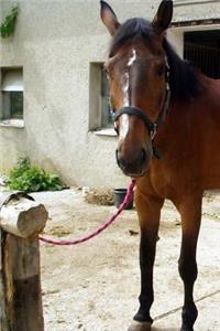 Horse Notebook