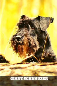 Giant Schnauzer