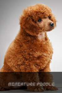 Miniature Poodle