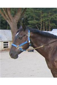 Horse Photo School Composition Book Equine Paddock Stable