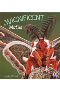 Magnificent Moths