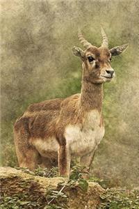 Antelope Illustration Art Journal