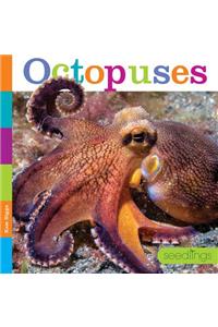 Seedlings: Octopuses