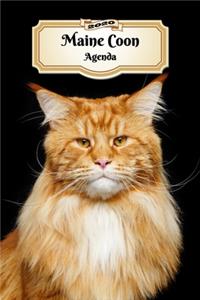 2020 Maine Coon Agenda