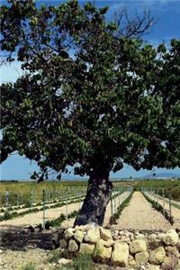 An Old Mulberry Tree Journal