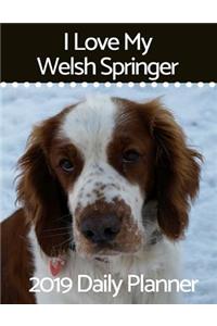 I Love My Welsh Springer