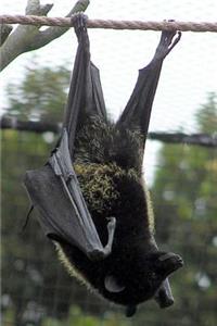 Livingstone's Fruit Bat Pteropus Livingstonii Journal