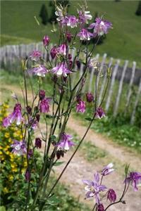 Columbine Flowers Growing by a Garden Path Journal
