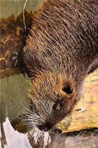 Nutria Heading Towards Water Journal